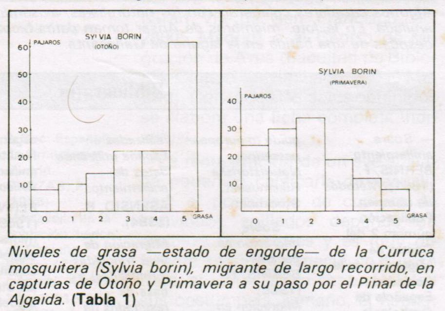 ESTUDIO SOBRE LOS PÁJAROS MIGRATORIOS A SU PASO POR LA PROVINCIA DE Cádiz.